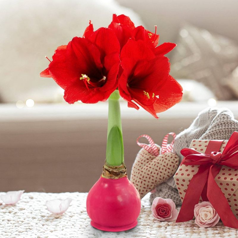 3pc Pink Giant Waxed Amaryllis - National Plant Network