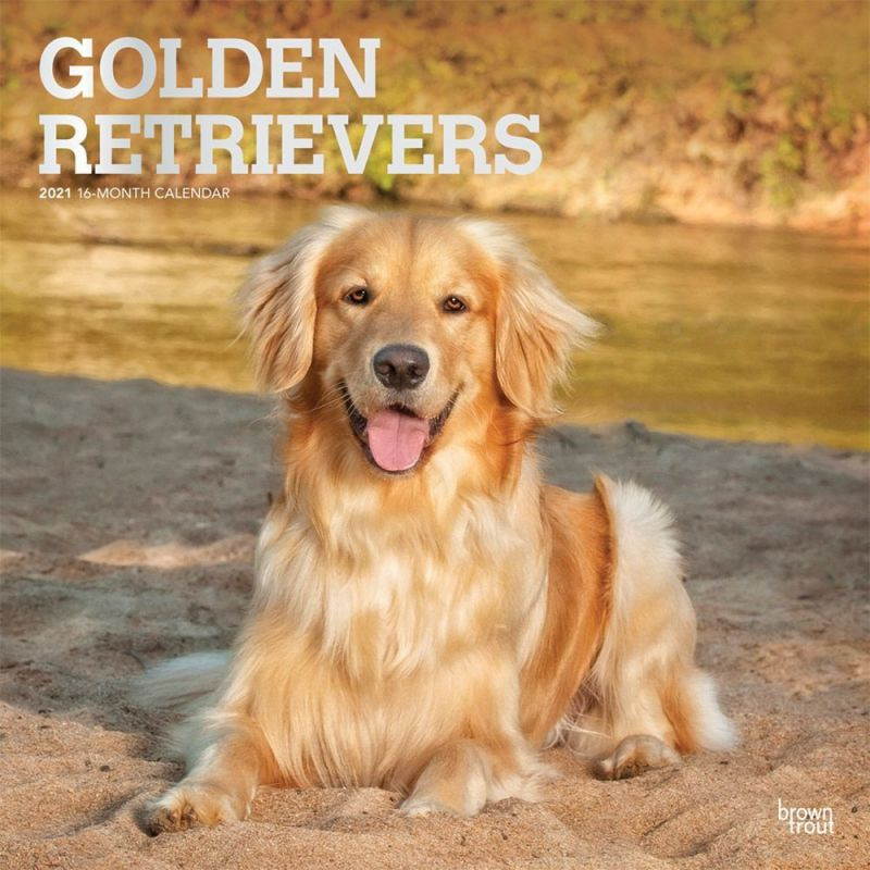 BrownTrout,  Golden Retrievers Wall Calendar 2021