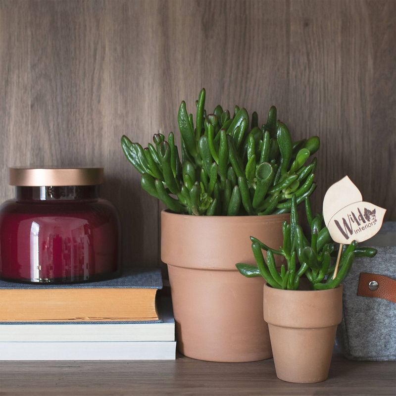 Wild Interiors 5" Crassula Succulent in Terra Cotta