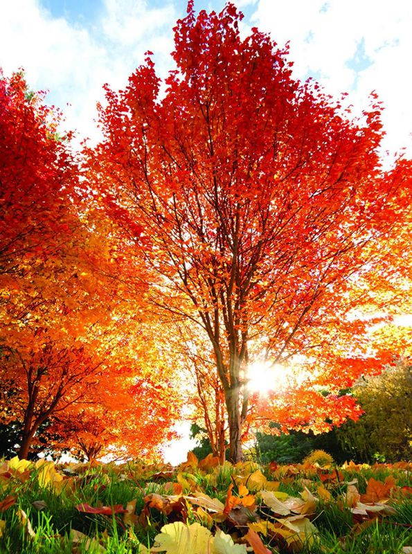 Turning of the Seasons Fall and Winter - 36 Note Cards - 6 Designs - Blank Cards - White Envelopes Included