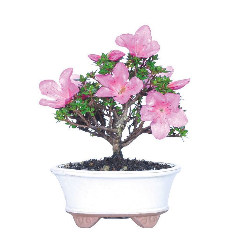 Small Asalea 'Kazan' Live Houseplant - Brussel's Bonsai