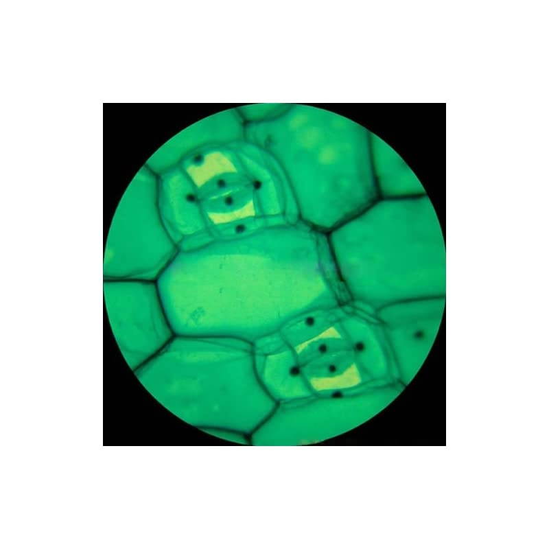 40X-2000X Trinocular Biological Compound LED Microscope + 3.0MP Digital Camera