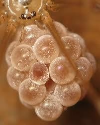 Opteka 10x HD2 Professional Macro Lens for Fuji Finepix S9500 S9100 S9000