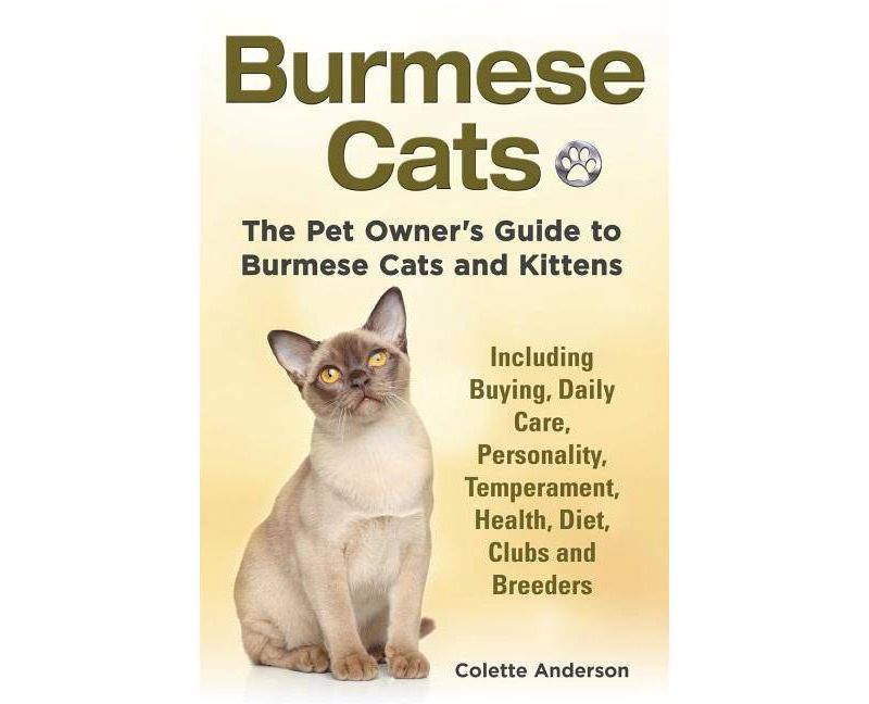 Behold the Personal Maine Coon - by  Phyllis Stiebens (Paperback)