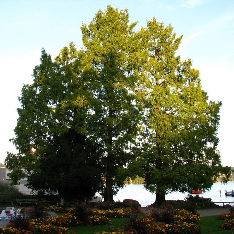 2pk Dawn Redwood Tree Seed Grow Kit -Jurrassic Design - The Jonsteen Company