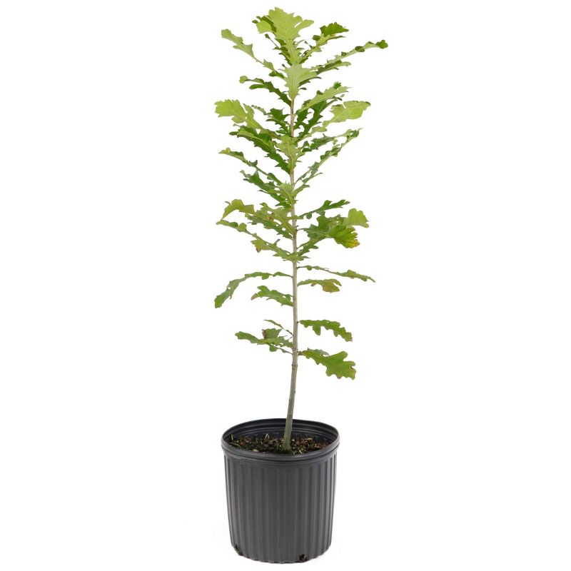 2.25gal Bur Oak Tree - National Plant Network