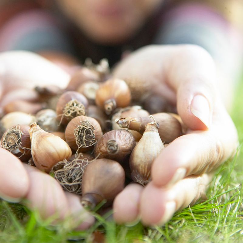 Eranthis Winter Aconite Set of 50 Bulbs - Yellow - Van Zyverden