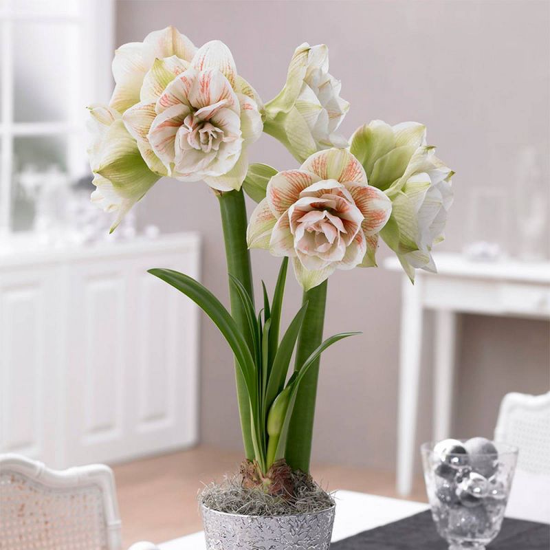 1ct Amaryllis Nymph Bulb - Van Zyverden