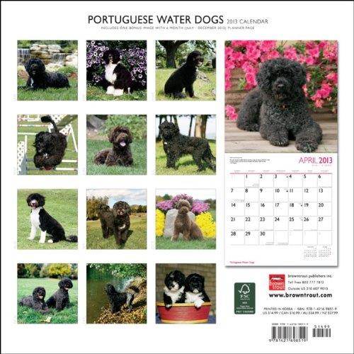 (12x12) Portuguese Water Dogs - 2013 Wall Calendar