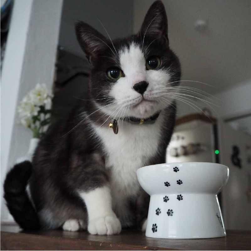 Necoichi Raised Cat Food Bowl
