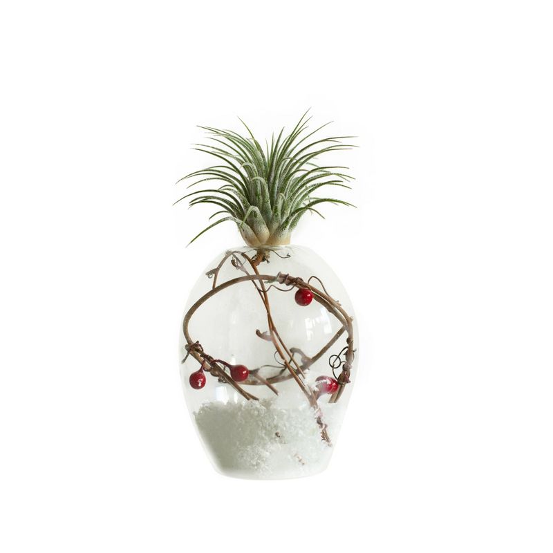 LiveTrends Crystal Frost