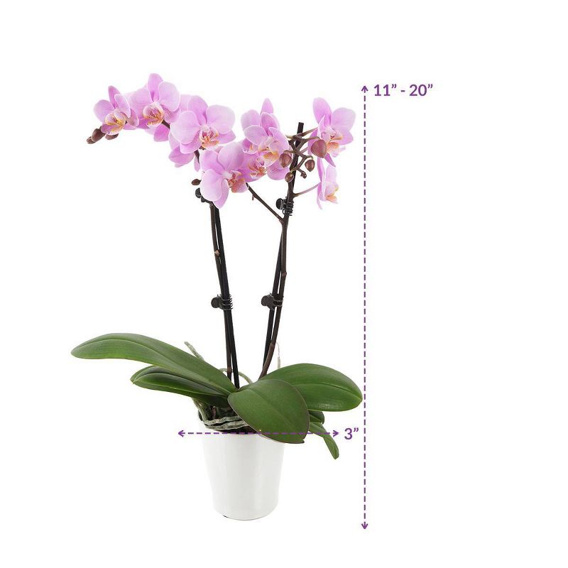 Just Add Ice 3" Pink Orchid in Ceramic