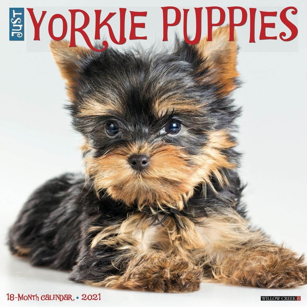 Willow Creek Press,  Just Yorkie Puppies Wall Calendar 2021