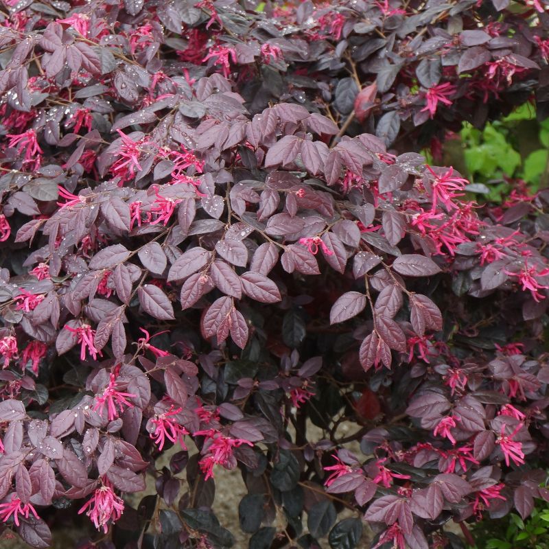 Loropetalum 'Carolina Midnight' 1pc U.S.D.A. Hardiness Zones 7-10 National Plant Network 2.25gal