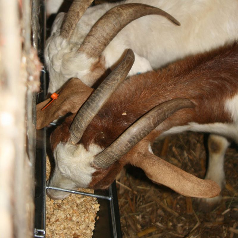 Little Giant HF9BLACK Hook Over Goat Trough Heavy Duty Galvanized Steel 9 Quart Feeder, Black