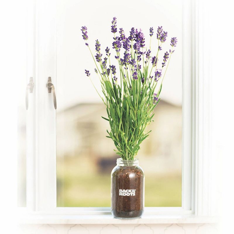 Back to the Roots Organic Lavender Windowsill Planter