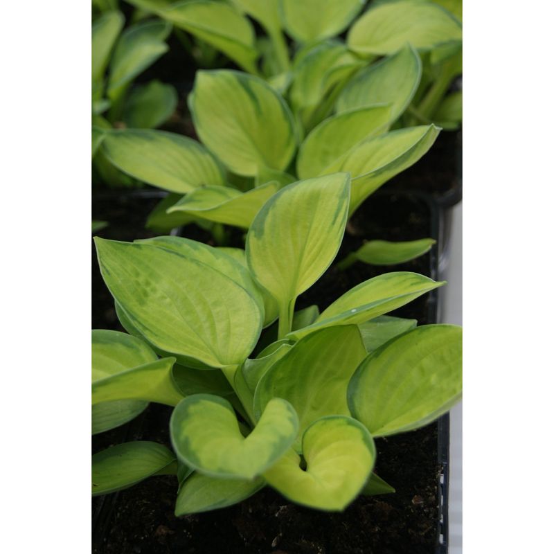 3pc Bare Root Hosta Rainforest Sunrise - National Plant Network