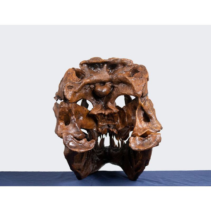 Master Replicas T-Rex Skull Half Scale Smithsonian Fossil Replica - 28 Inches