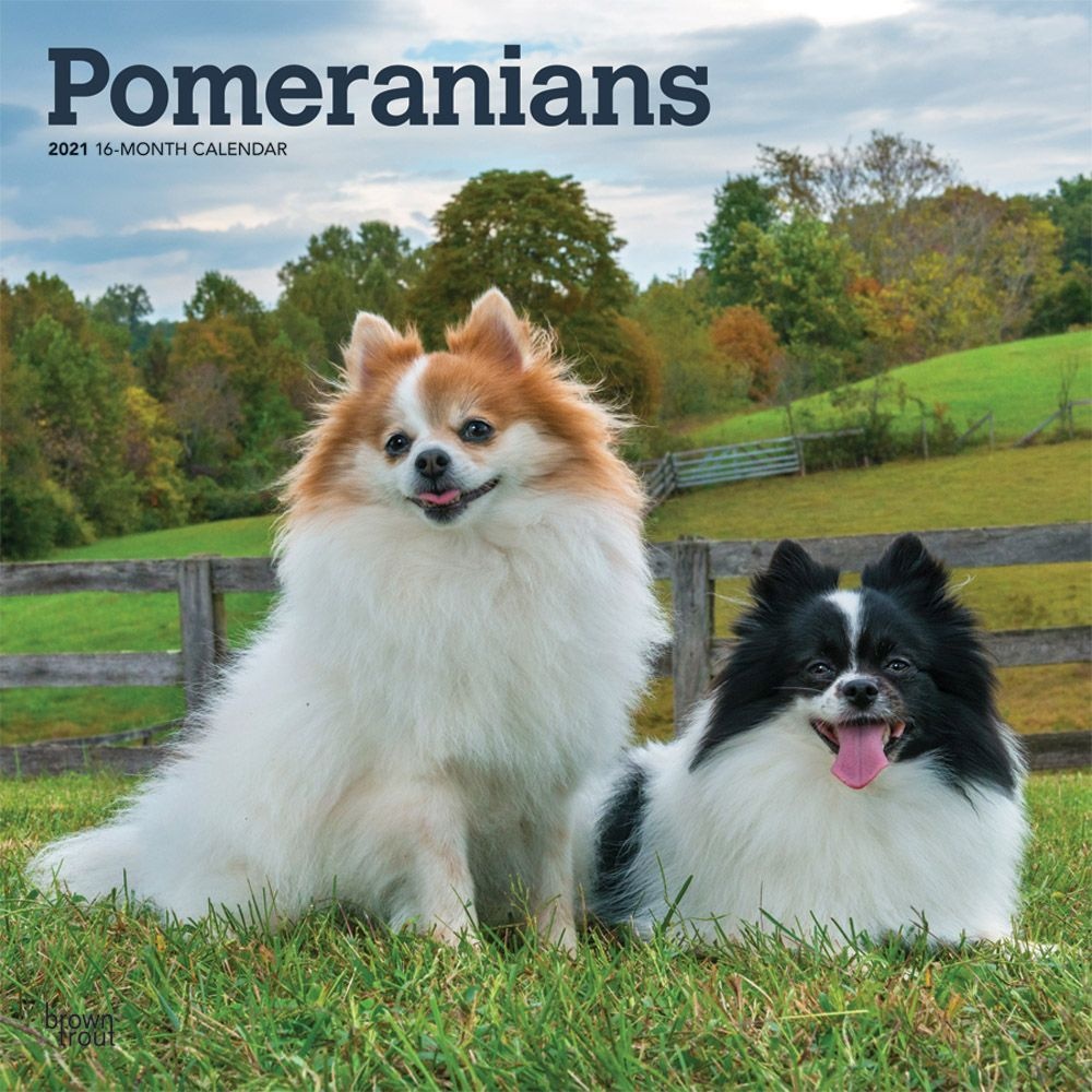 BrownTrout,  Pomeranians Wall Calendar 2021