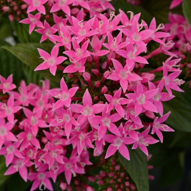 3pc Burpee Pentas Star Bright Mix - National Plant Network