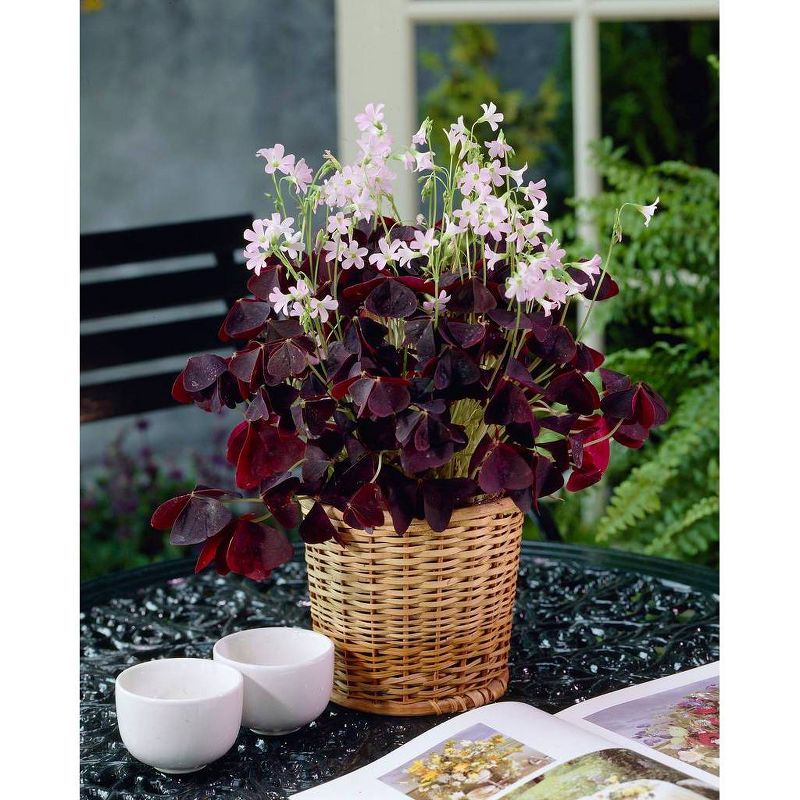 Van Zyverden Lucky Cover Kit with Growers Pot and Decorative Basket