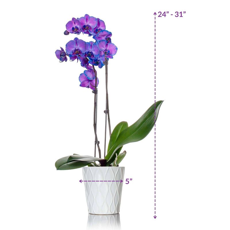 Just Add Ice 5" Purple Watercolor Orchid in Ceramic