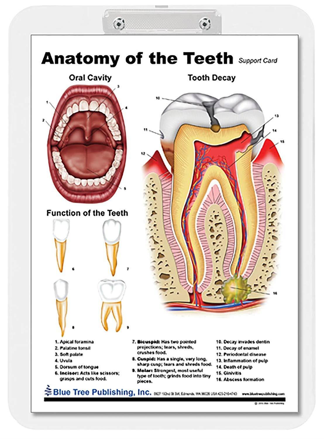Dental (Tooth Clipboard)