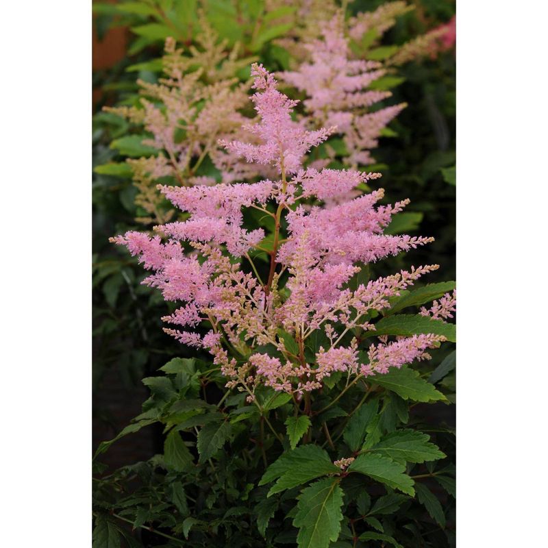 Bluberry 'Tift' 1pc - National Plant Network U.S.D.A Hardiness Zone 7-9 - 2.5 Quart