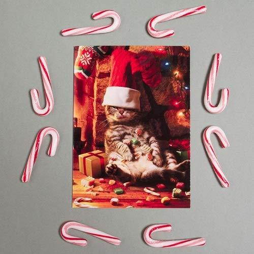 Avanti Press 32530 Christmas Cards, Too Many Treats, 50-Count Value Pack