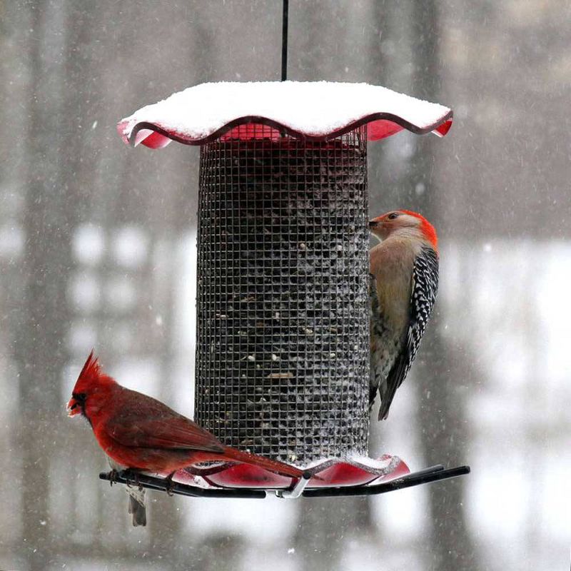 Birds Choice 3qt Forever Black Oil Sunflower Bird Feeder - Red