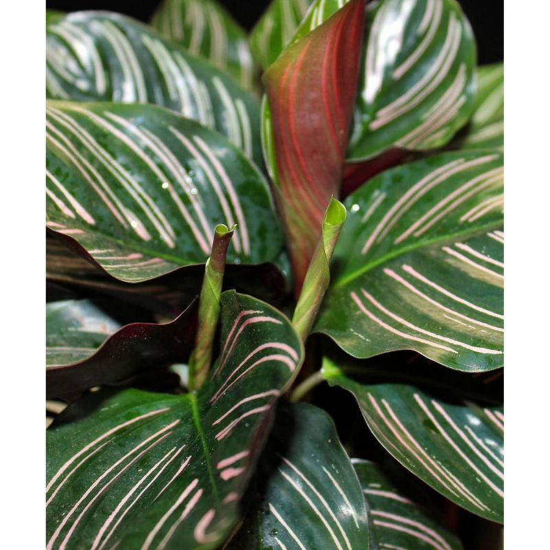 4" Calathea 'Beauty Star' 3pc - National Plant Network