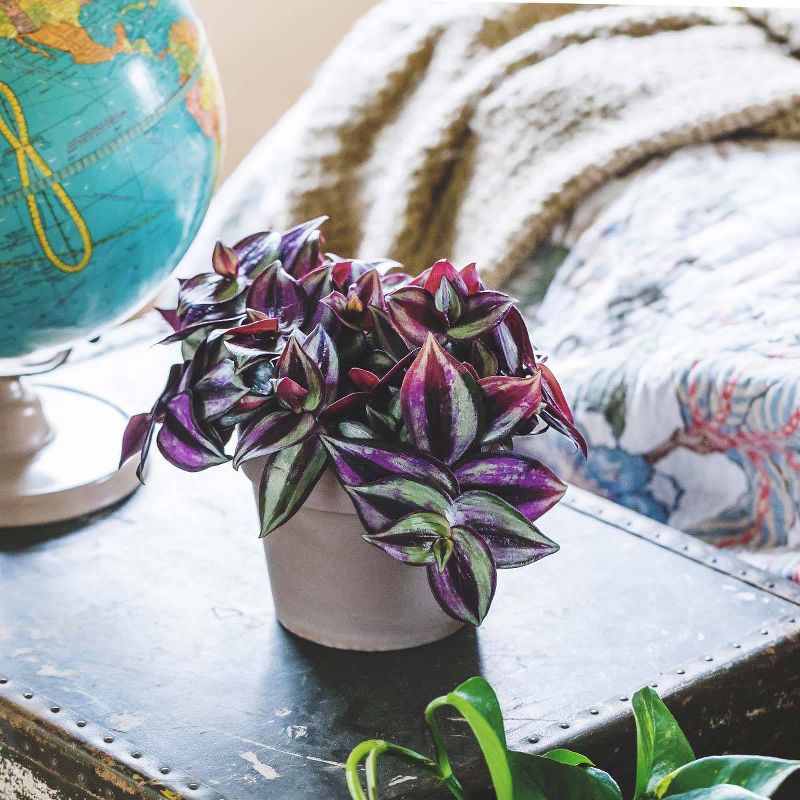 Wild Interiors 5" Trailing Foliage in Terra Cotta