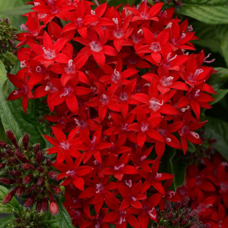 Burpee 3pc Lucky Star Red Pentas - National Plant Network