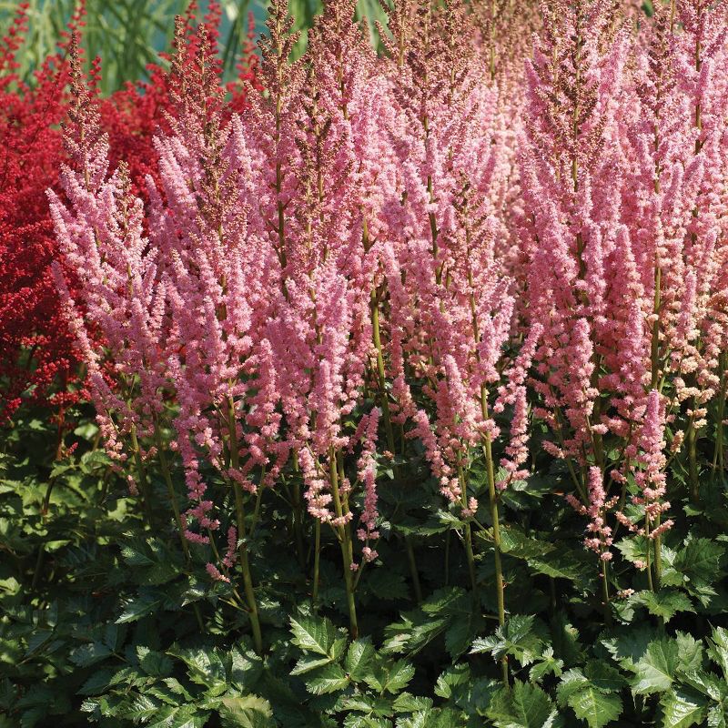 5ct Astilbe Top Choice Cake Mixture Bulbs - Van Zyverden