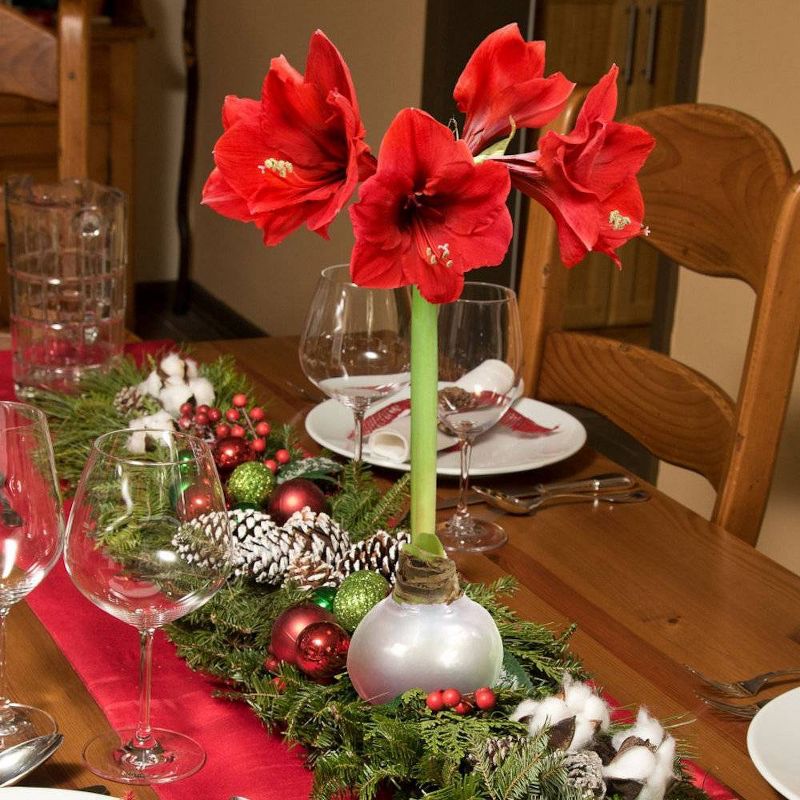 3pc Silver Waxed Giant Amaryllis - National Plant Network