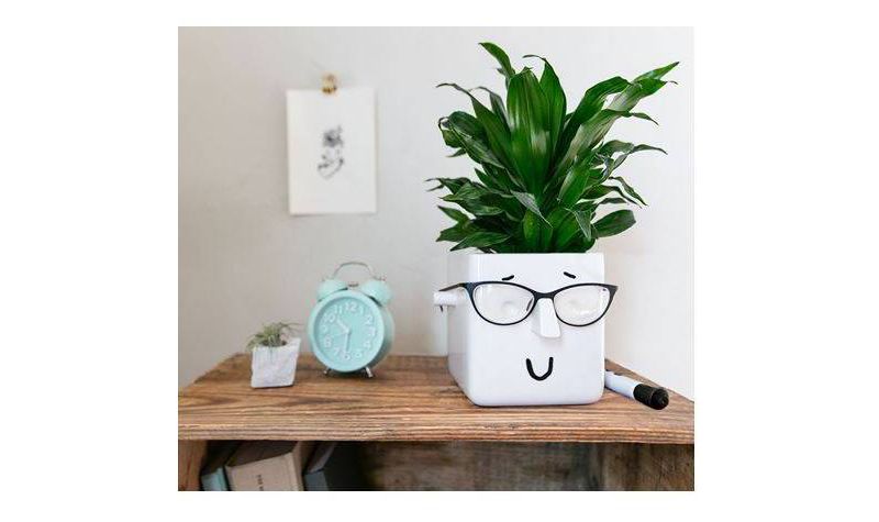 Face Plant Holder White