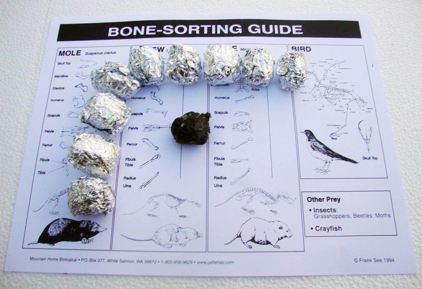 Mountain Home Biological P47-SET/10 Owl Pellets with Bone Chart (Pack of 10)