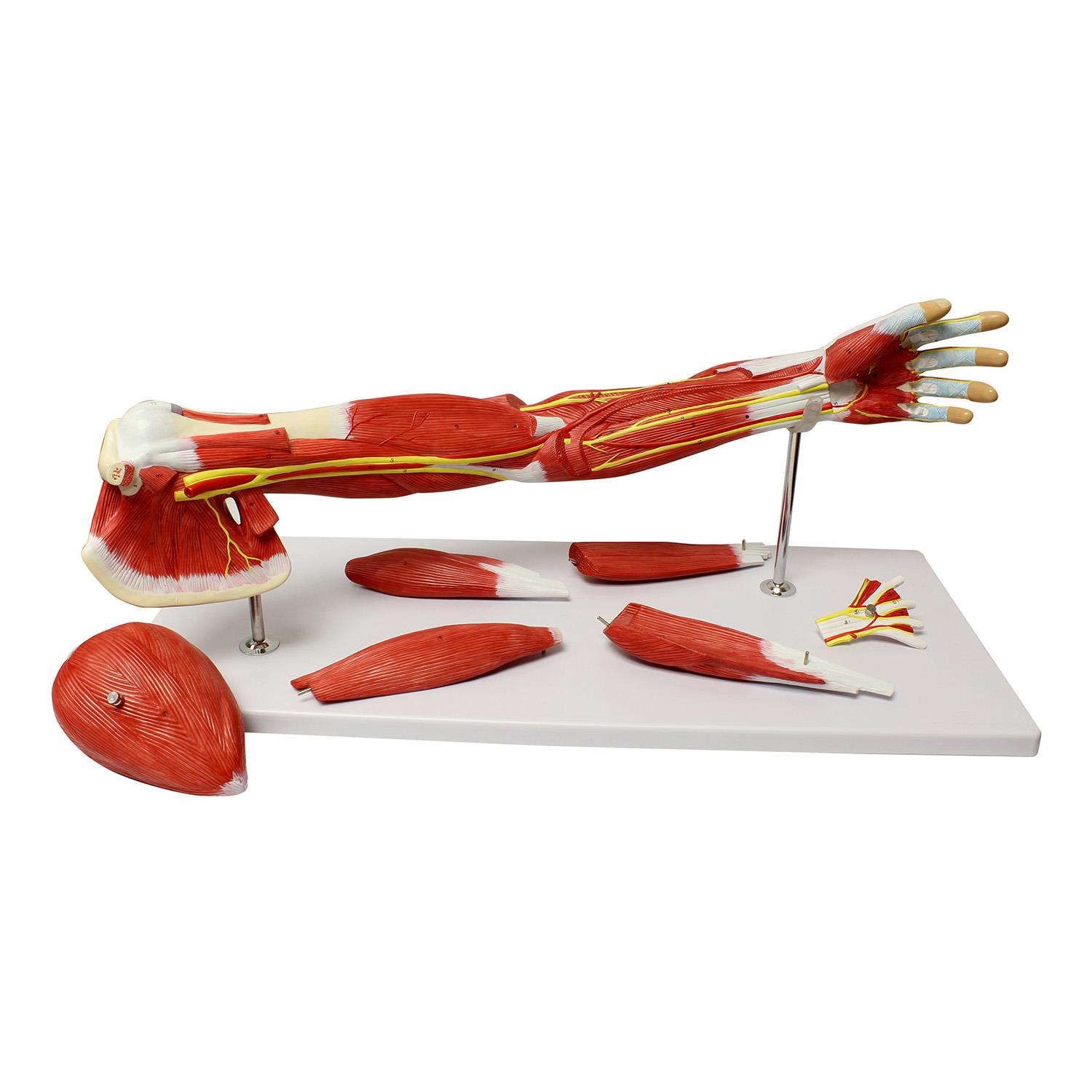 MonMed | Human Arm Anatomical Muscle Model Anatomy Arm Model &ndash; 7 Pieces