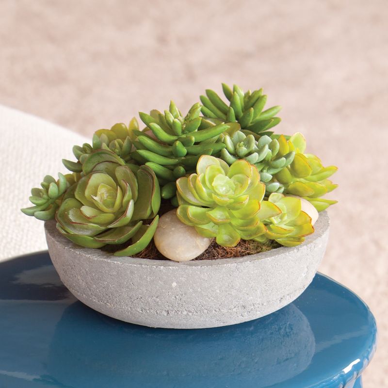 Plum & Post Potted Mixed Faux (Fake) Succulents 6.5"