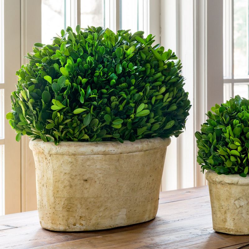 Park Hill Collection Potted Oval Boxwood Large