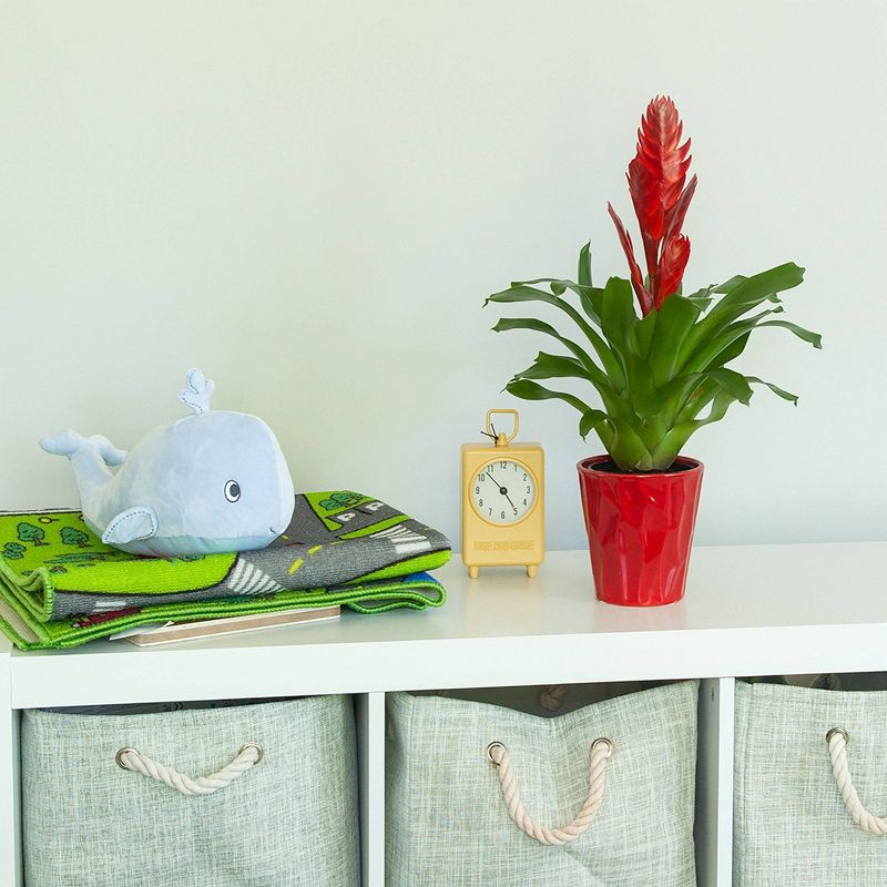 Just Add Ice 5" Red Bromeliad in Ceramic