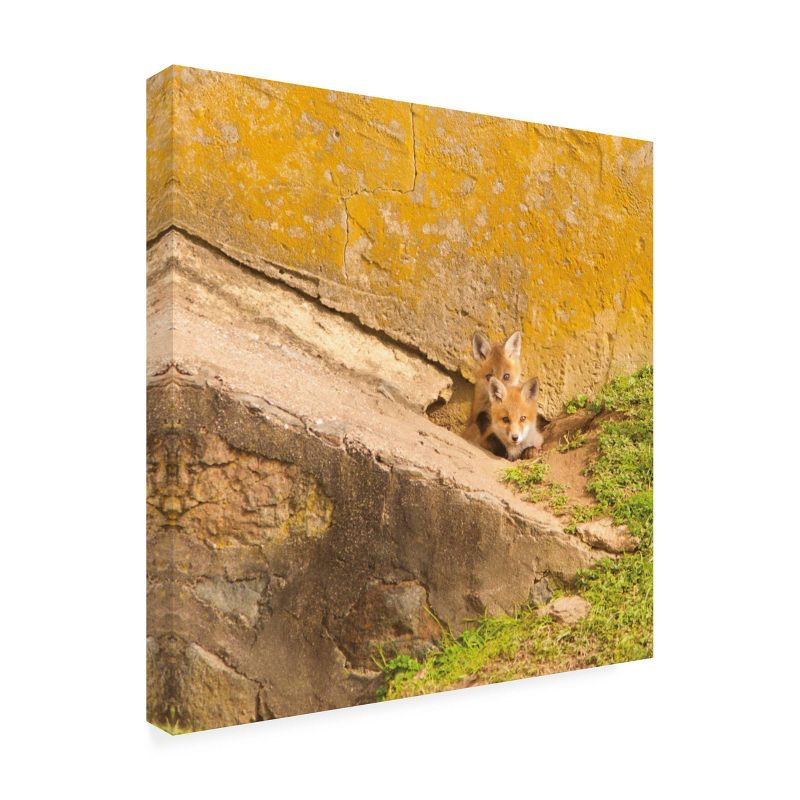 18" x 18" Aledanda 'Fox Cubs II' Unframed Wall Canvas - Trademark Fine Art