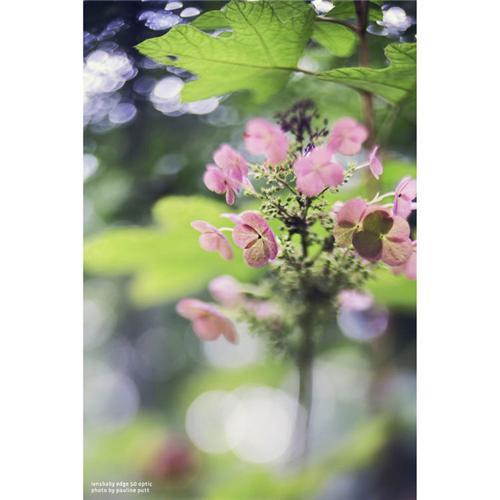 Lensbaby Composer Pro II with Edge 50 Optic for Nikon F Mount #LBCP2E50N