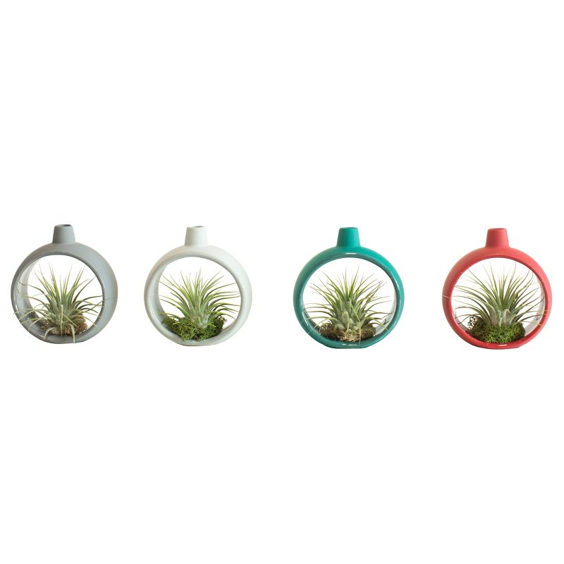 LiveTrends Fifth Day of Christmas - 4pk