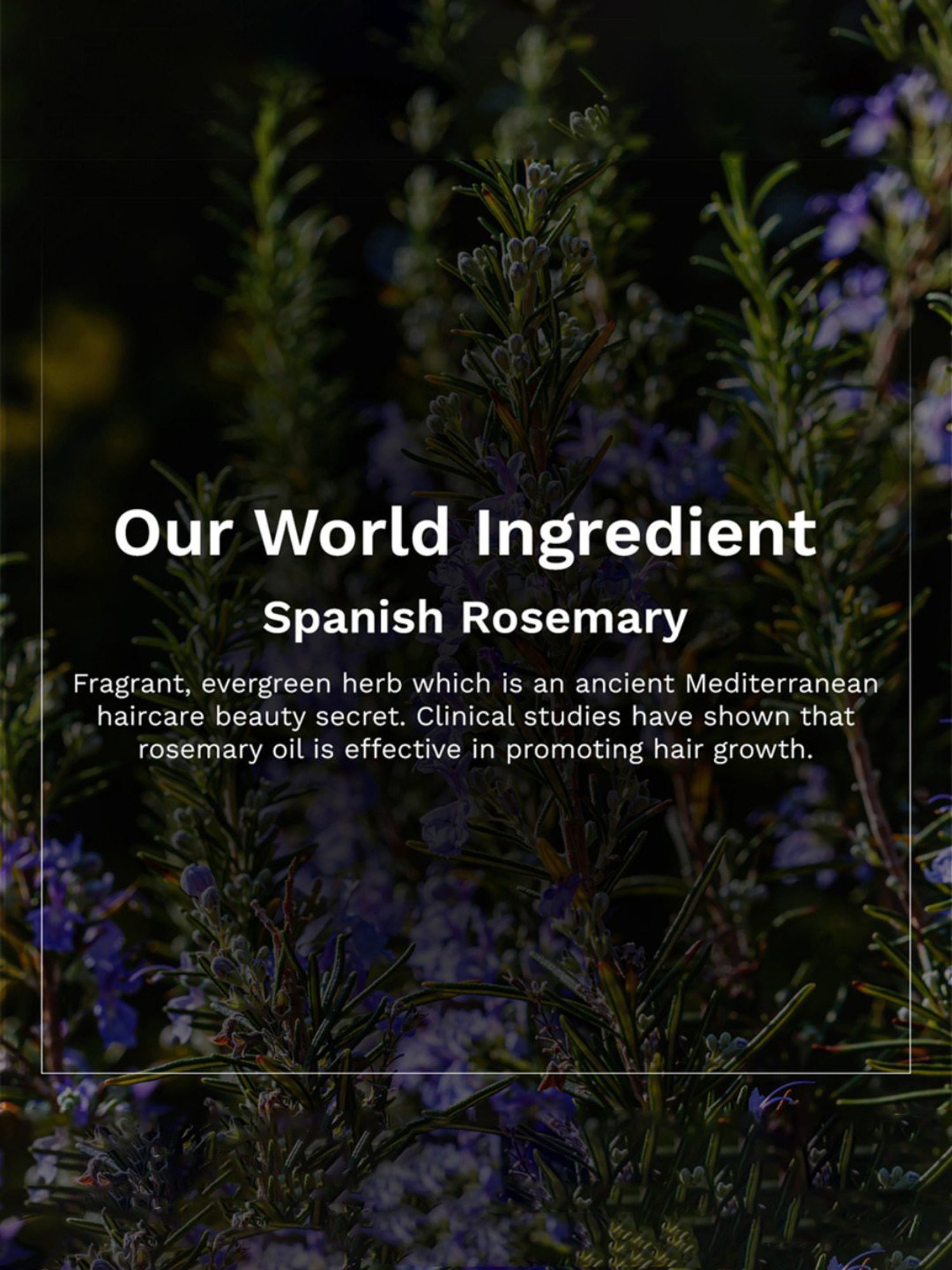 Earthraga Moroccan Argan Hair Oil - 100 ml