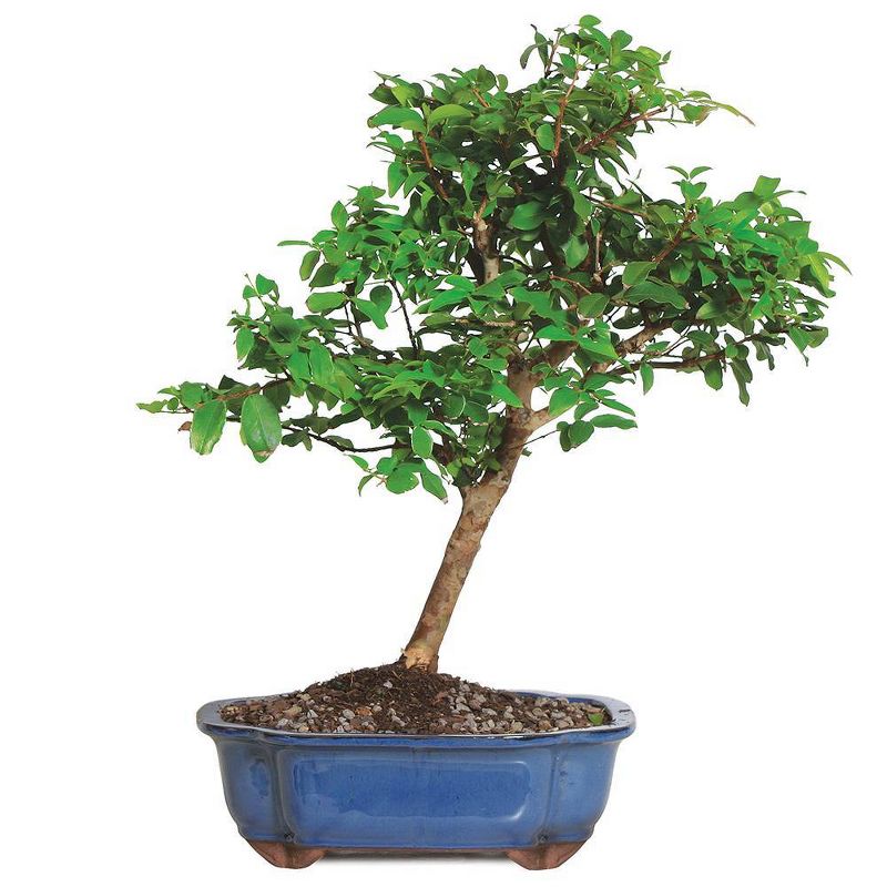 Large Jaboticaba Indoor Live Houseplant - Brussel's Bonsai