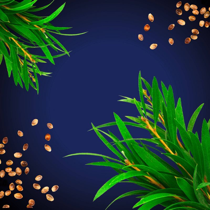 Suave Men's 2-in-1 Shampoo and Conditioner Tea Tree + Hemp - 28 fl oz