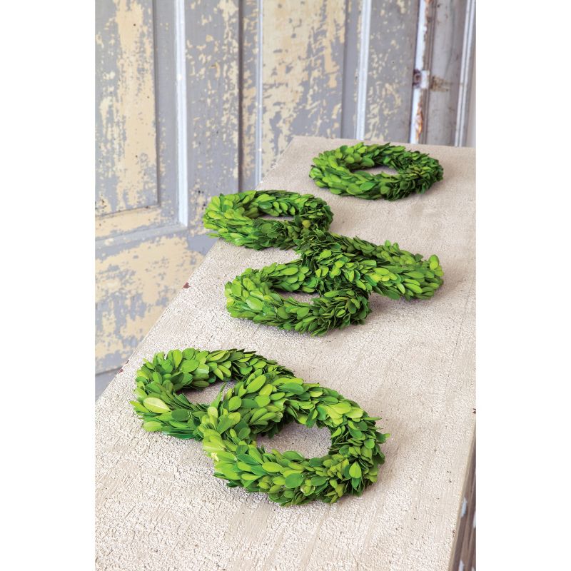 Park Hill Collection Mini Preserved Boxwood Wreaths  Set of 6