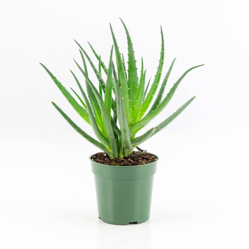 3pc Aloe Hedgehog - National Plant Network