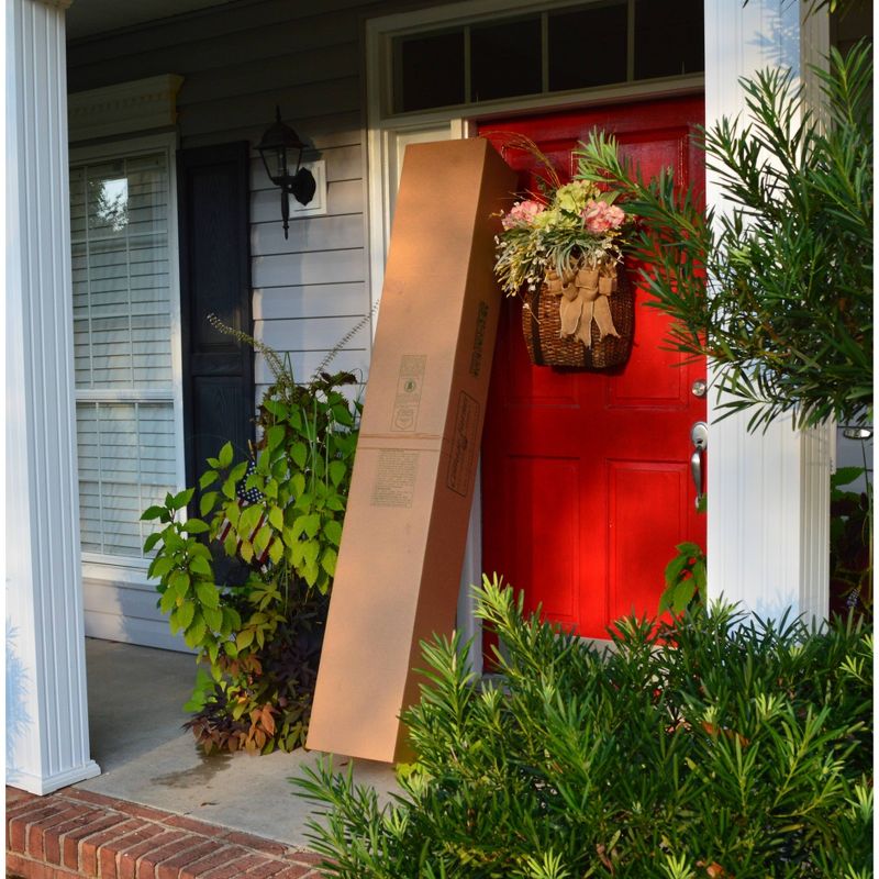 Bluberry 'Tift' 1pc - National Plant Network U.S.D.A Hardiness Zone 7-9 - 2.5 Quart